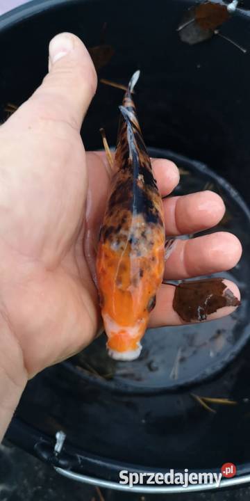 Narybek karpia Koi Końskie