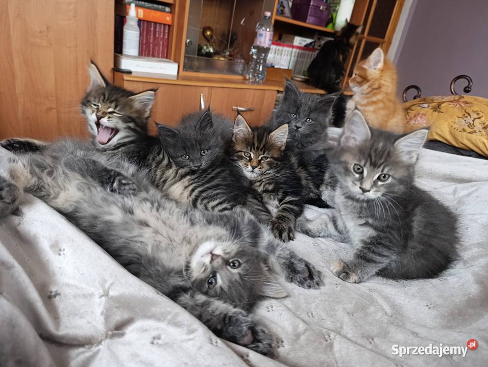 Maine coon kocięta Krasnystaw