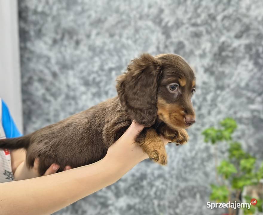 Jamnik długowłosy Dackel dachshund choco merle Żychlin sprzedam