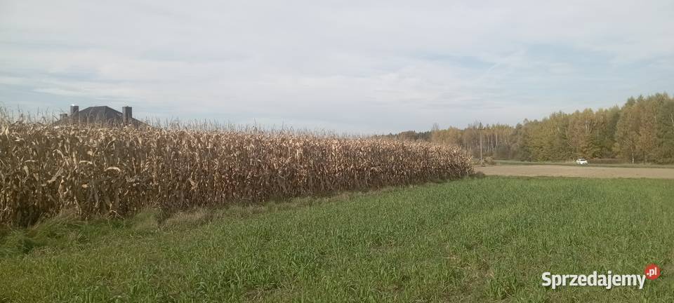 Działka budowlana 750 m Międzyrzecze Przeczna sprzedam