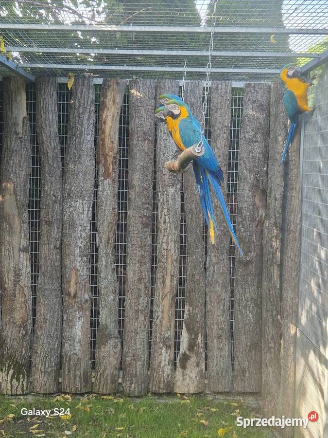 Ara Ararauna wielkopolskie Rakoniewice