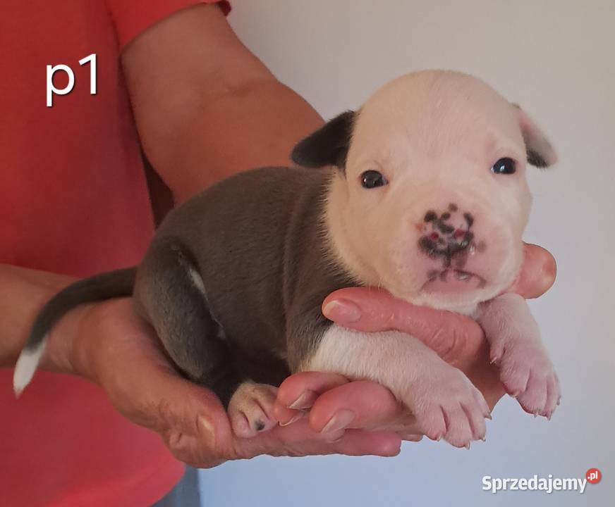 Amstaff zkwp fci BLUE piesek Amstaff Koziegłowy