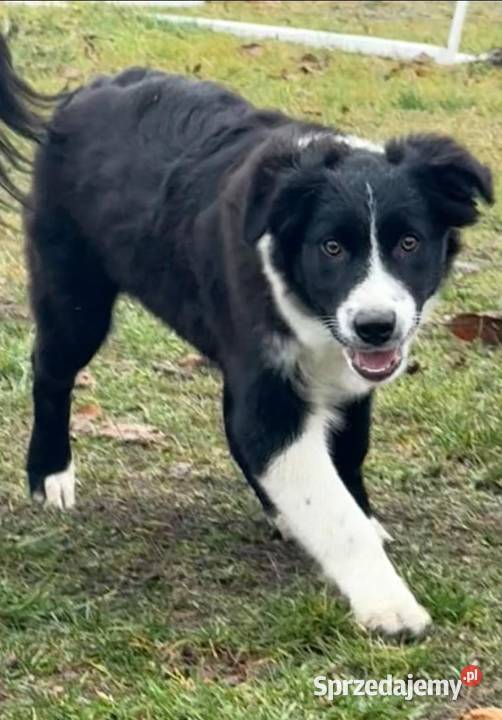 Border Collie szczeniak Rogów