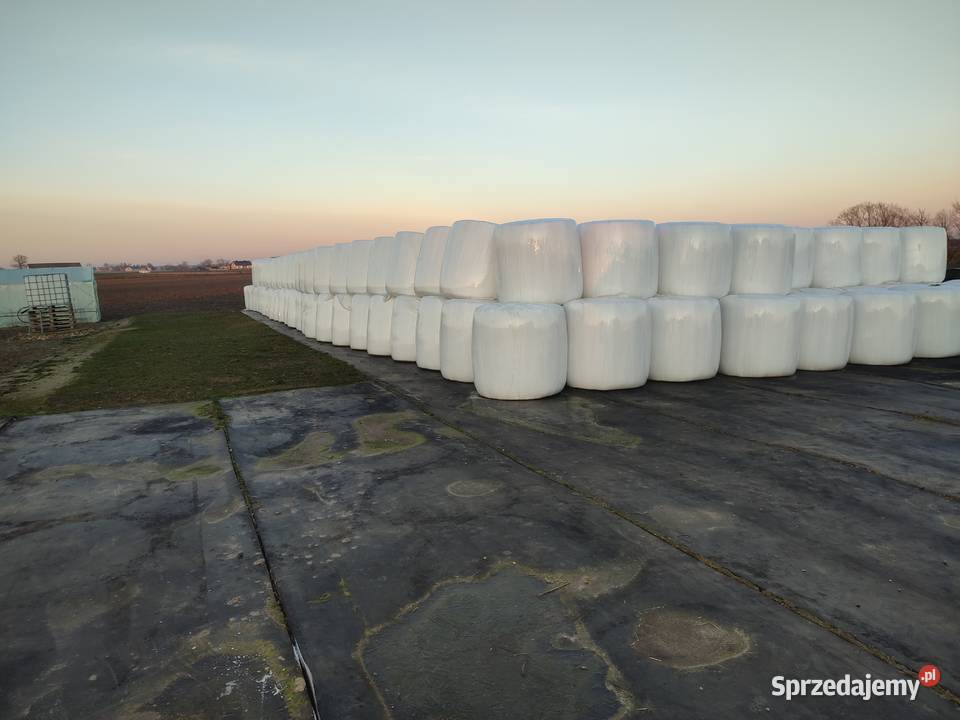 Kiszonka z kukurydzy w belach balotach Kiernozia