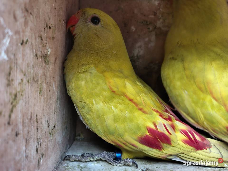 Ptaki samce i samice