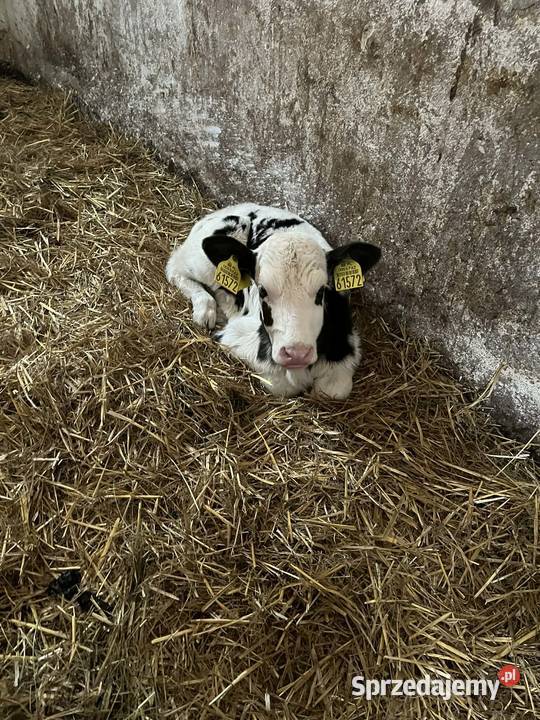 Jałoszka 3 tyg Bydło Siedlce