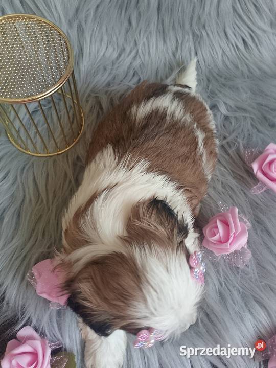 Tricolor suczka rasy ShihTzu Namysłów