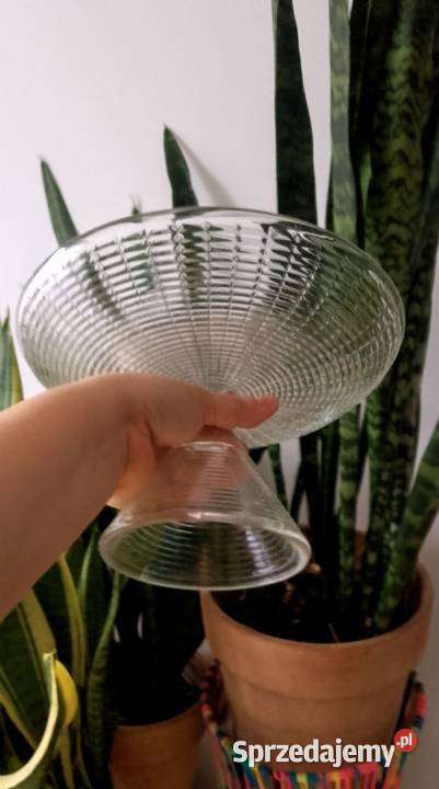 Owocarka hortensja śląskie Częstochowa