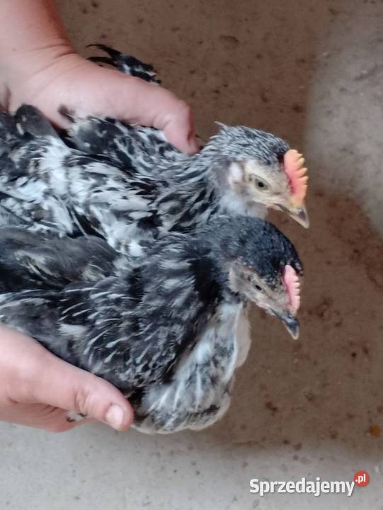 Sprzedam kogutki 7tyg lubelskie Szopinek