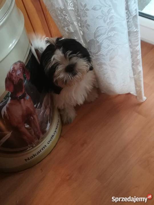 Mama Shihtzu Tata York dwa pieski Leoncin sprzedam