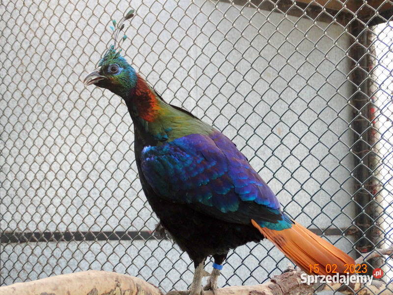 Sprzedam Bażant Bażanty Olśniak Himalajski z Gostyń