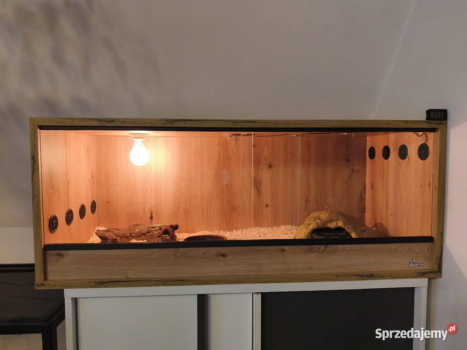 Pyton królewski dolnośląskie Wałbrzych