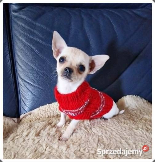 Chihuahua śliczny malutki biały piesek