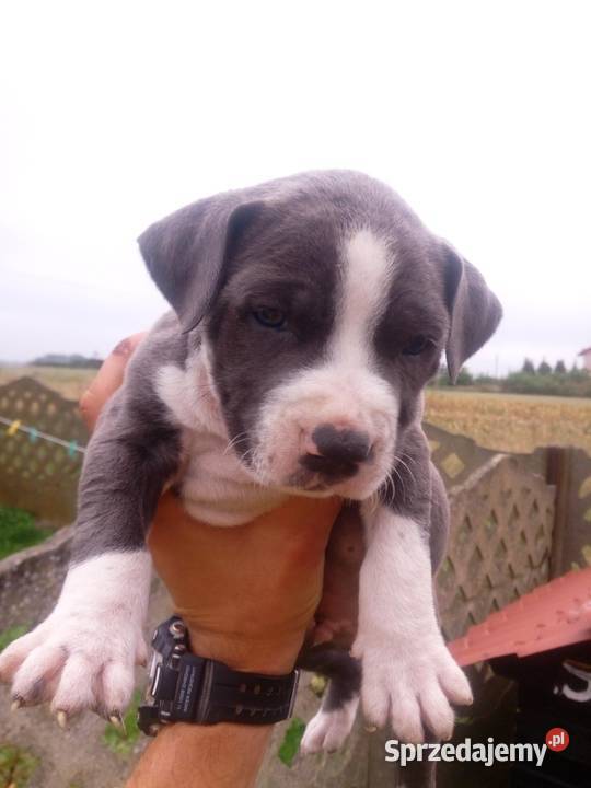 Szczeniaki tupu amstaff blue Mińsk Mazowiecki sprzedam