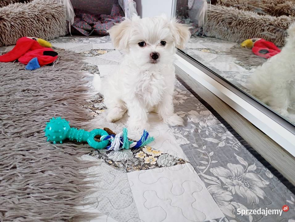 Maltańczyk suczka Psy Racibórz