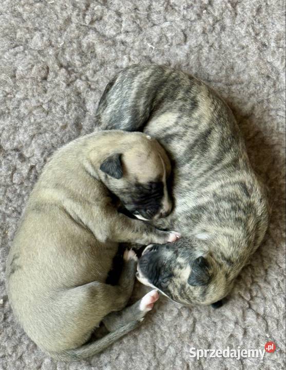 Whippet ZKwP FCI szczenięta z domowej hodowli Tczew