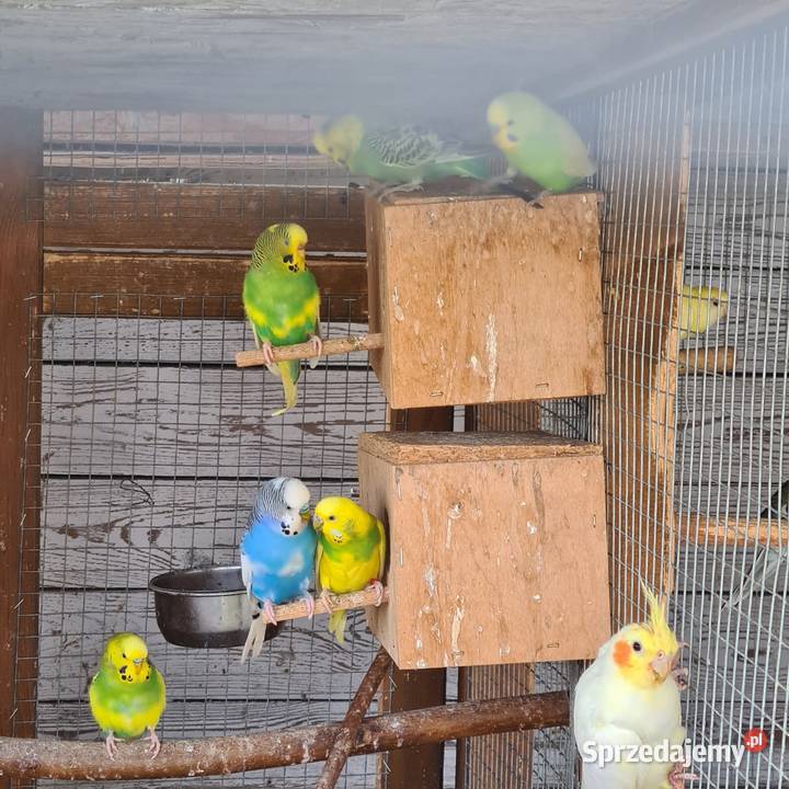 Nimfy faliste nierozlaczki Szymanowice