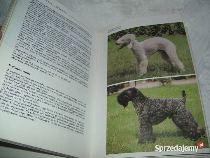 PSY RASOWE Najmanova Humpal Kruszwica