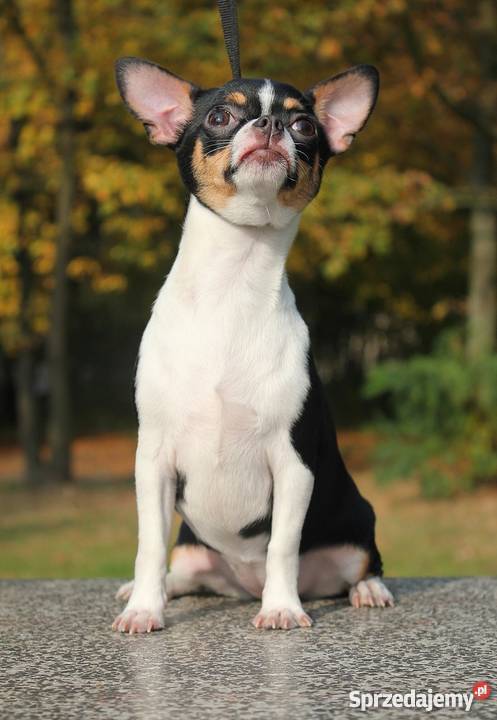 Chihuahua z rodowodem ZKwP Psy Psy Zgierz