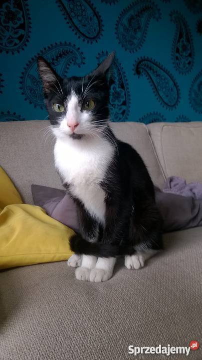 Kocurek czarnobiały Sosnowiec Koty Sosnowiec sprzedam