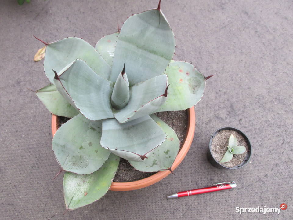 Mrozoodporna agawa do 12C Agave parryi var Kraków sprzedam