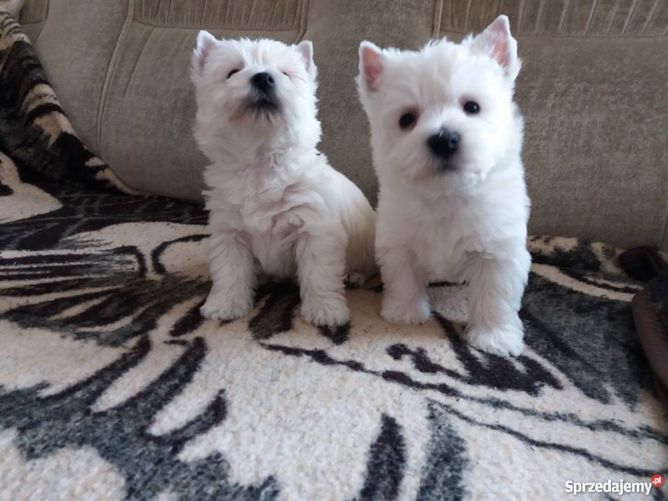 West Hghland White Terrier szczeniaczki sprzedam Lutomiersk