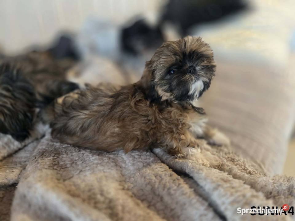 Sprzedam szczeniaczki Shih Tzu świętokrzyskie Nosów-Kolonie