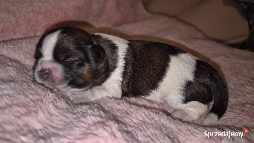 Szczeniak Pies Suczka Shih tzuHappy Dog BoBi Shih Tzu Grodzisk Mazowiecki sprzedam