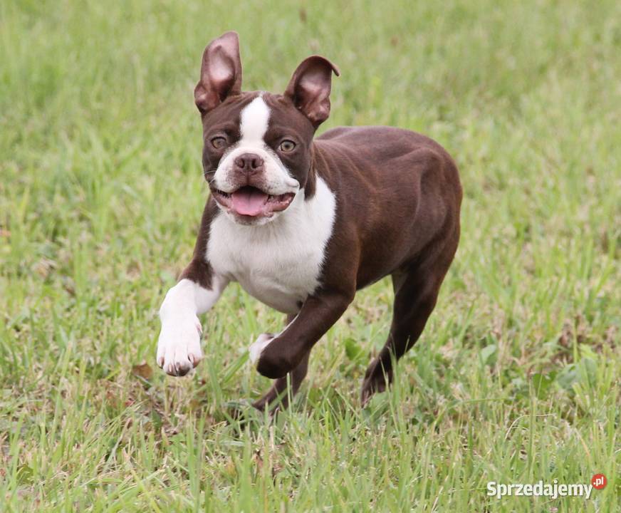 Boston Terrier color