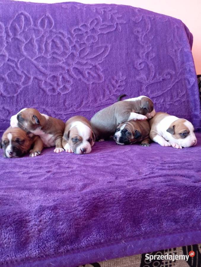 American Staffordshire Terrier Warszawa