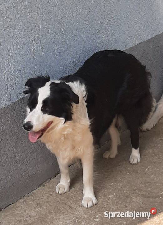 Piękna sunia border collie Łódź