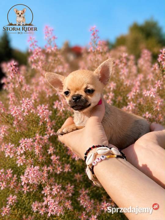 Chihuahua szczenięta FCI Bełchatów