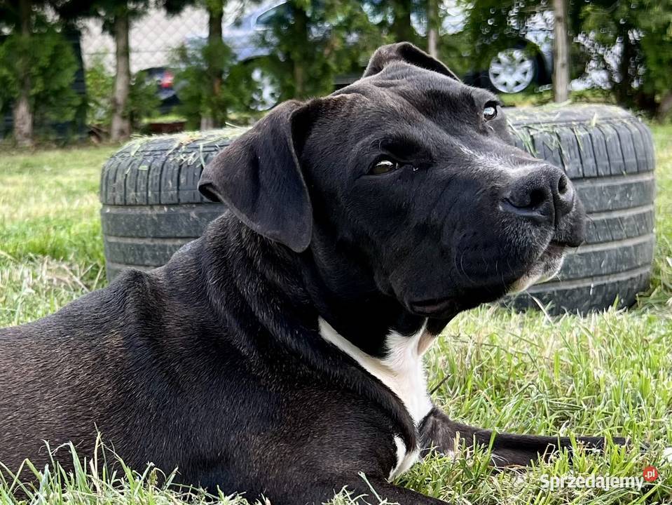 Amstaff szczeniak Kietrz