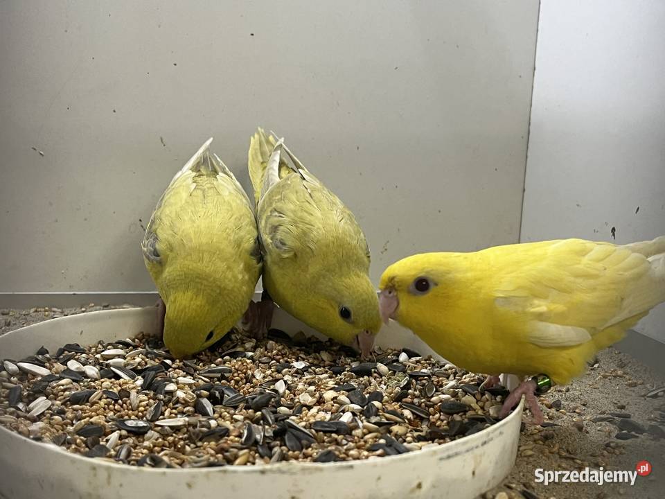 stokówki prążkowane katarzynki Przeworsk