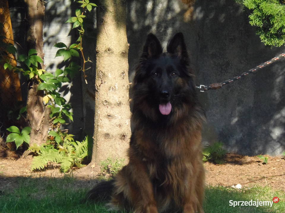 owczarek niemiecki szczeniaki długowłose z mazowieckie Radom