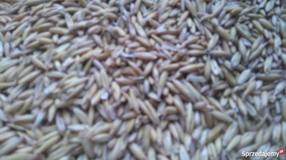 Owies Bingo świętokrzyskie sprzedam