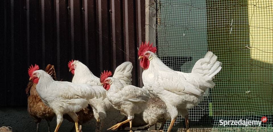 Koguty Leghorn i zwykle Raba Niżna