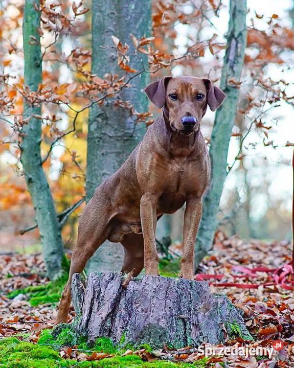 Pinczer średni niemiecki Fdration Cynologique śląskie