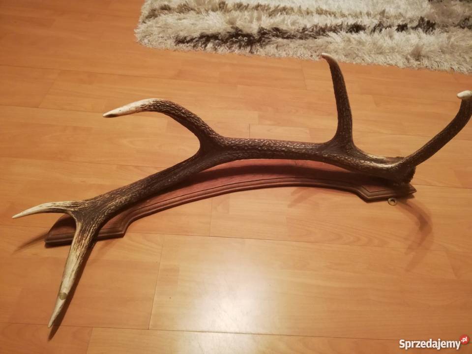 Poroże wieszak Łąg sprzedam