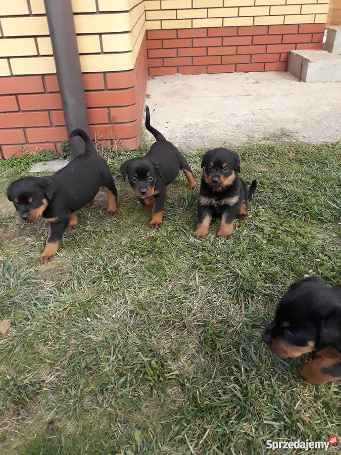 Rottweiler szczeniaki Radom