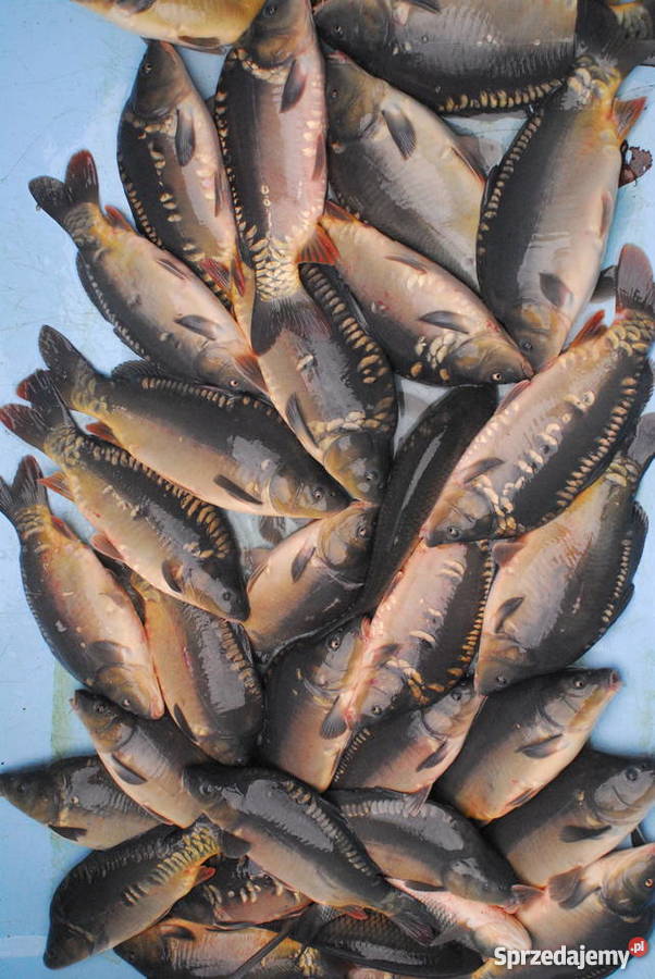 Karp handlowy 1620 Jastrzębie-Zdrój sprzedam