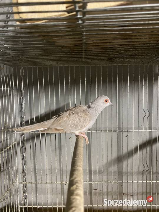 Gołąbek diamentowe Damasławek