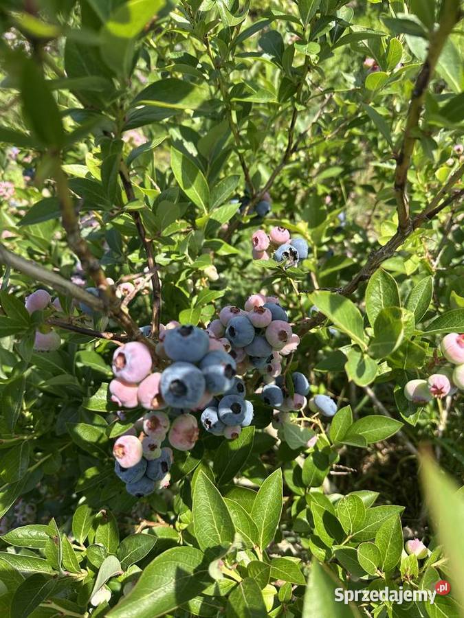 Borówka amerykańska ekologiczna Izdebnik