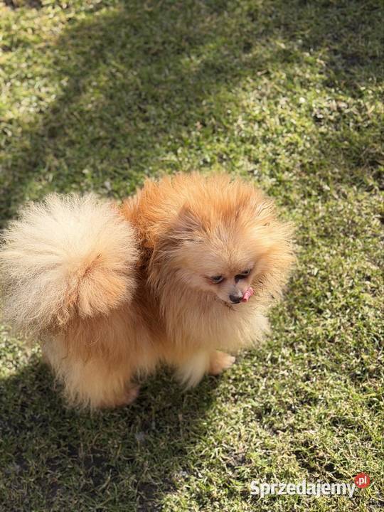 Szpic miniaturowy dziewczynka 25 roczna śląskie Gliwice