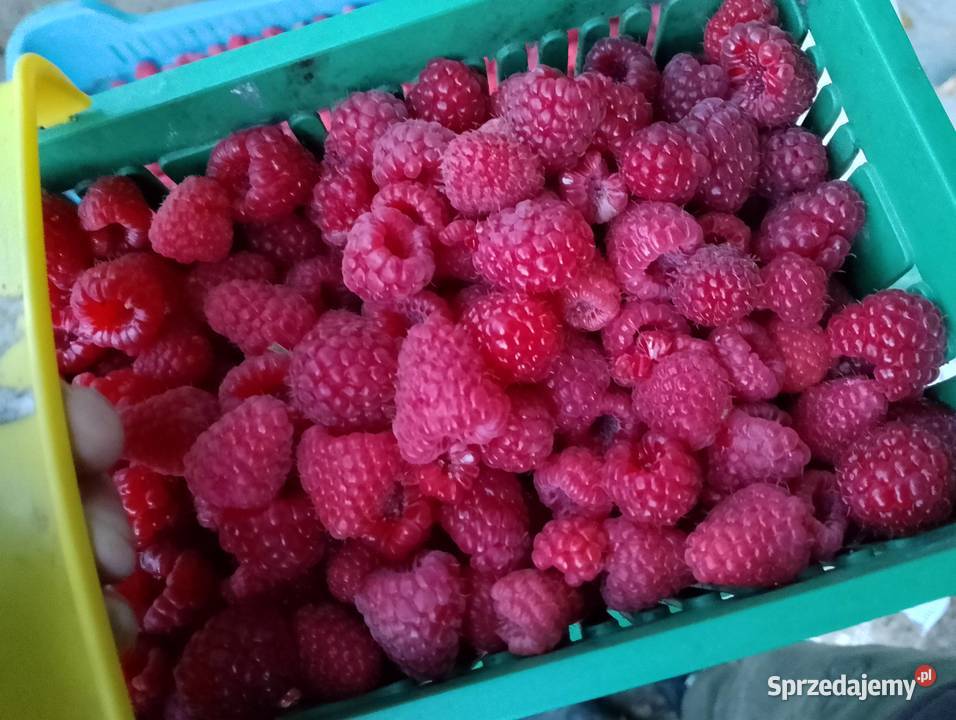 Maliny jesienne Mapema Polonez Poemat Pozostałe lubelskie Chmielnik-Kolonia