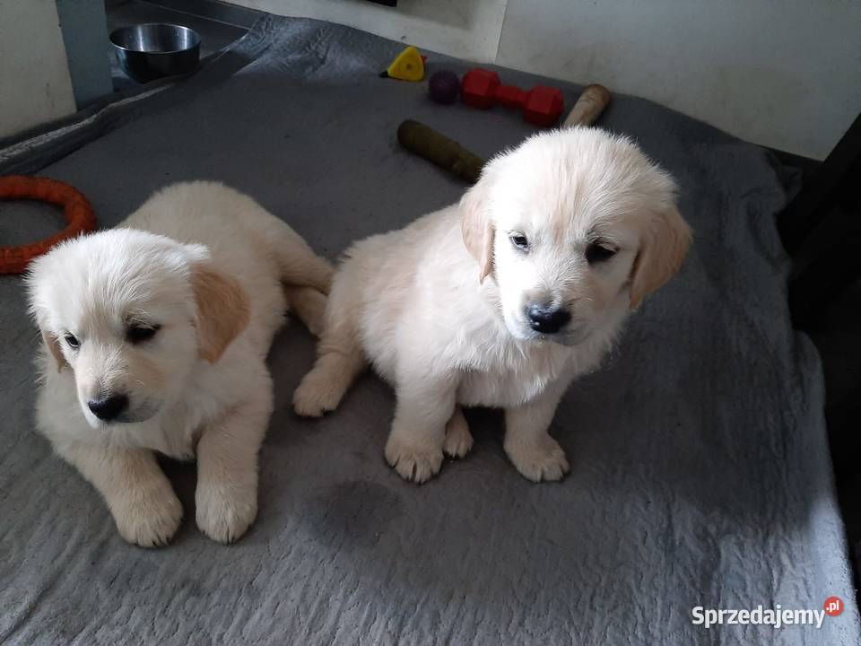 Golden Retriver 2 szczeniaki Świebodzice