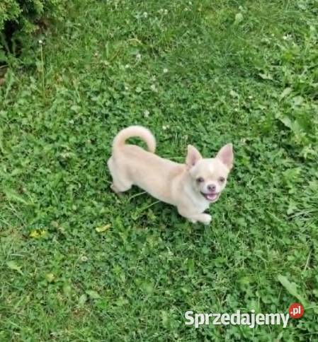 Chihuahua biało kremowa suczka Częstochowa