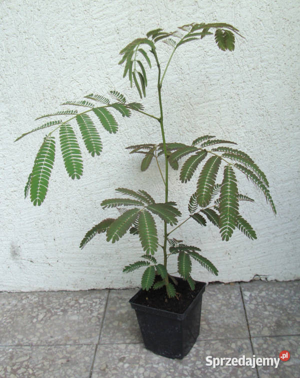 ALBICJA jedwabne perskie drzewo sadzonki w kujawsko-pomorskie Ustronie