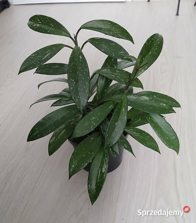 Hoya hoja pubicalyx duża roślina Częstochowa