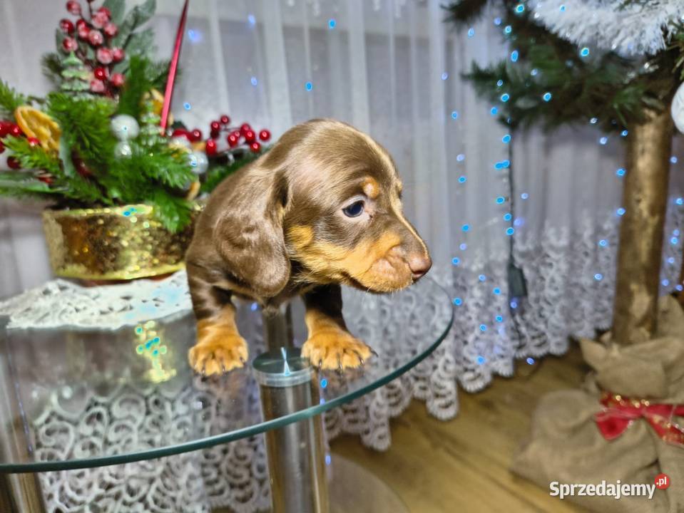 Jamniczek Choco Czekoladowy łódzkie Żychlin